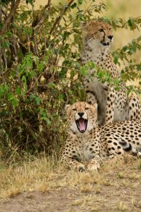 第一次出國就衝肯亞！｜0經驗勇闖非洲的野性初體驗